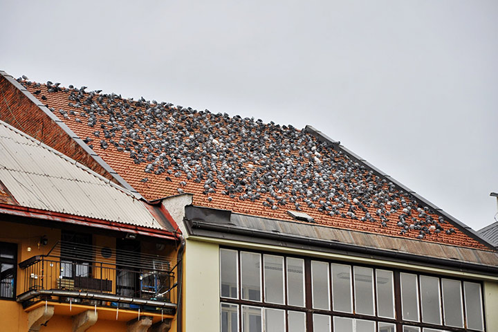 A2B Pest Control are able to install spikes to deter birds from roofs in Nottingham. 