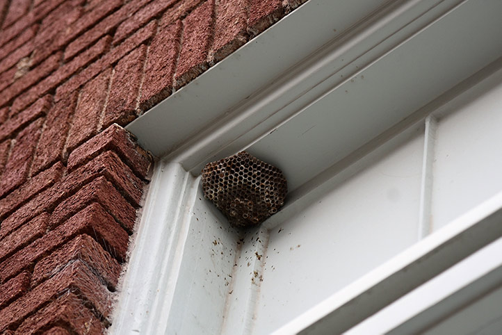 We provide a wasp nest removal service for domestic and commercial properties in Nottingham.